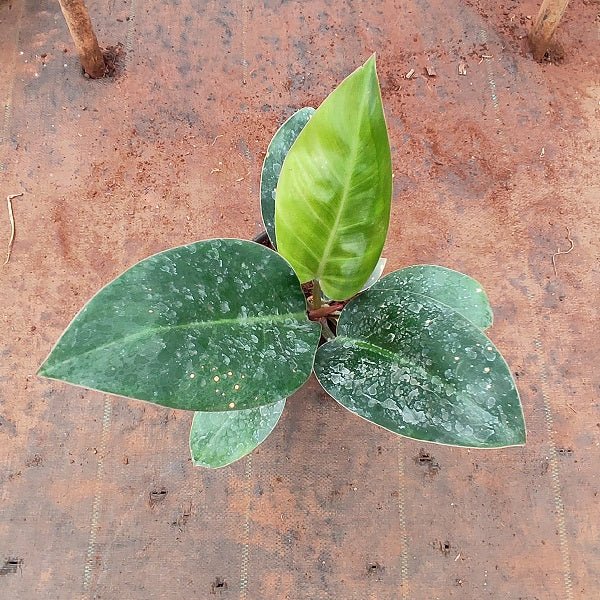 Philodendron Red Congo - Plant - Nurserylive Pune
