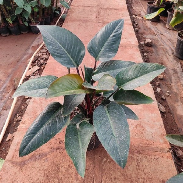 Philodendron Red Congo Plant in 12 inch (30 cm) Pot - Nurserylive Pune