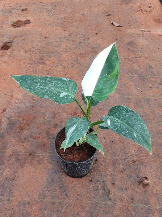 Philodendron White Princess - Plant - Nurserylive Pune