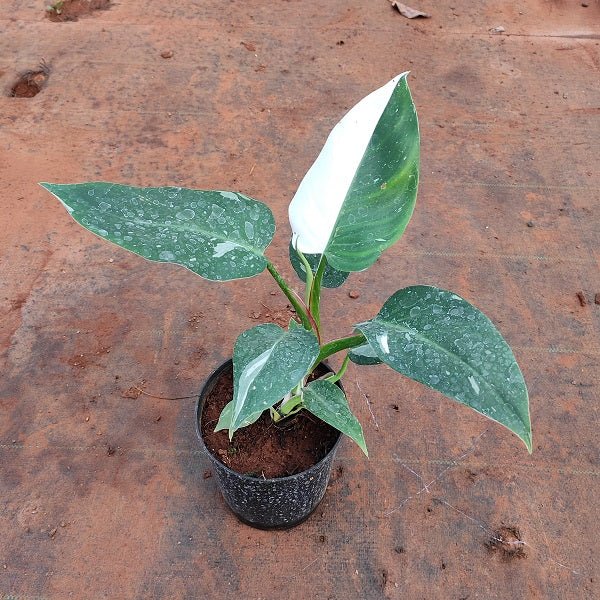 Philodendron White Princess - Plant - Nurserylive Pune