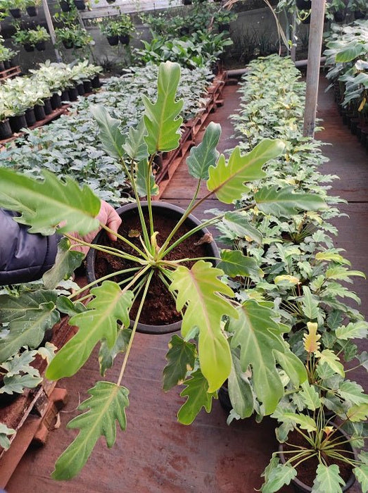 Philodendron xanadu (Golden) - Plant - Nurserylive Pune