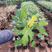 Philodendron xanadu (Golden) - Plant - Nurserylive Pune