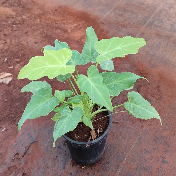 Philodendron xanadu (Golden) Plant in 4 inch (10 cm) Pot - Nurserylive Pune
