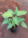 Philodendron xanadu (Golden) Plant in 4 inch (10 cm) Pot - Nurserylive Pune