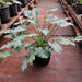 Philodendron xanadu (Green) Plant in 4 inch (10 cm) Pot - Nurserylive Pune