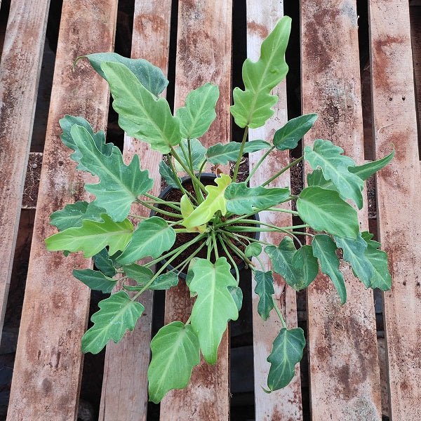 Philodendron xanadu (Green) Plant in 4 inch (10 cm) Pot - Nurserylive Pune
