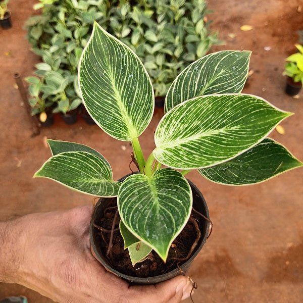 Philodenron Birkin - Plant - Nurserylive Pune