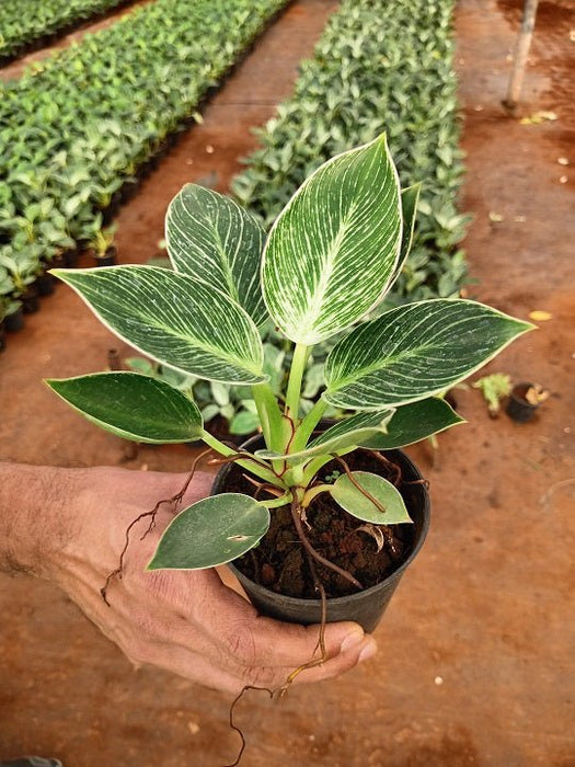 Philodenron Birkin - Plant - Nurserylive Pune