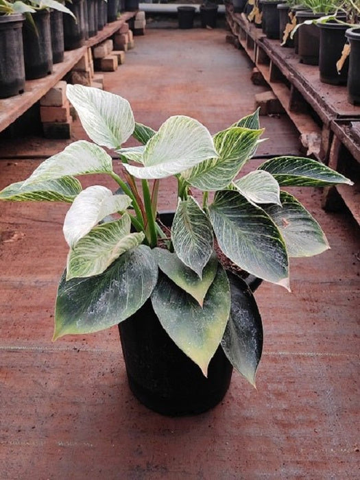 Philodenron Birkin - Plant in 8 inch (20 cm) Pot - Nurserylive Pune