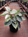 Philodenron Birkin - Plant in 8 inch (20 cm) Pot - Nurserylive Pune