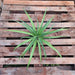 Pineapple, ( Green )Anannas - Plant - Nurserylive Pune