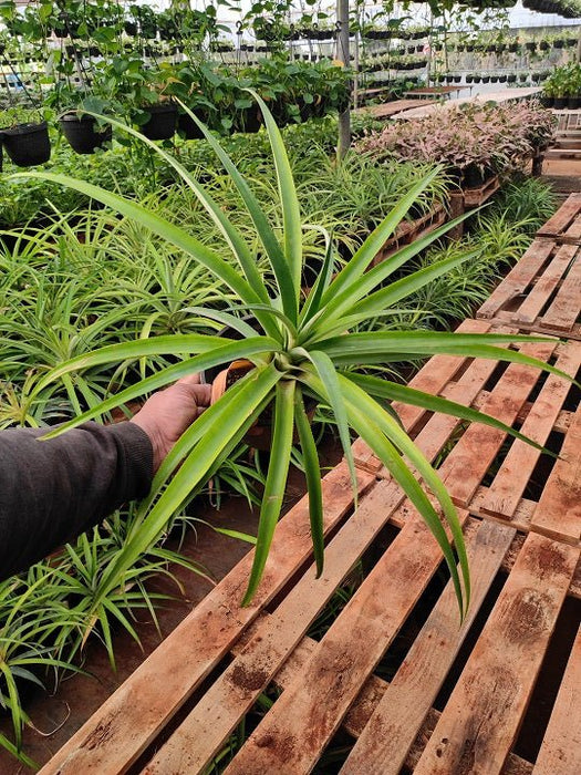 Pineapple, ( Green )Anannas - Plant - Nurserylive Pune
