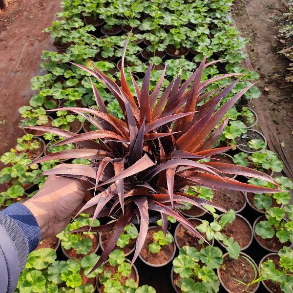 Pineapple (Red) Anannas - Plant - Nurserylive Pune