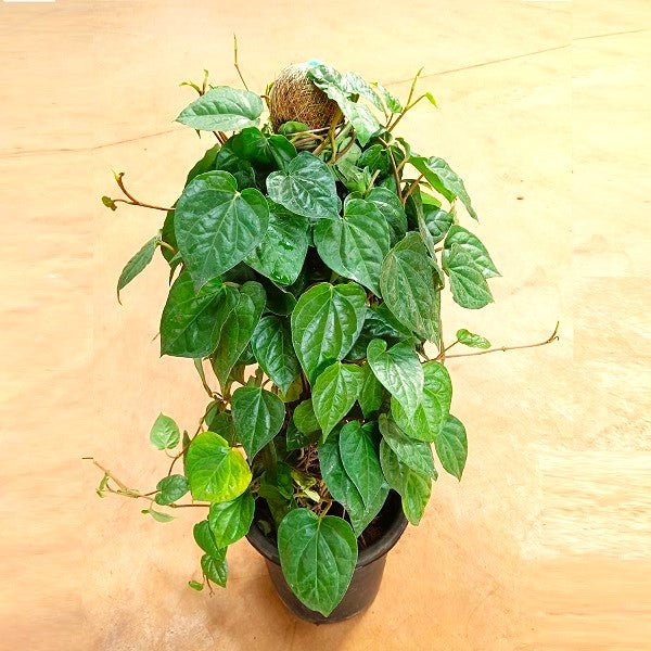 Piper Betel, Maghai Paan - Plant - Nurserylive Pune