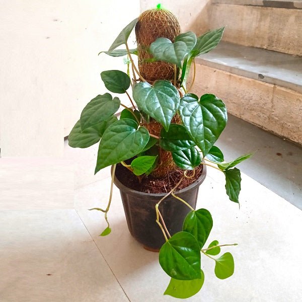 Piper Betel, Maghai Paan - Plant - Nurserylive Pune
