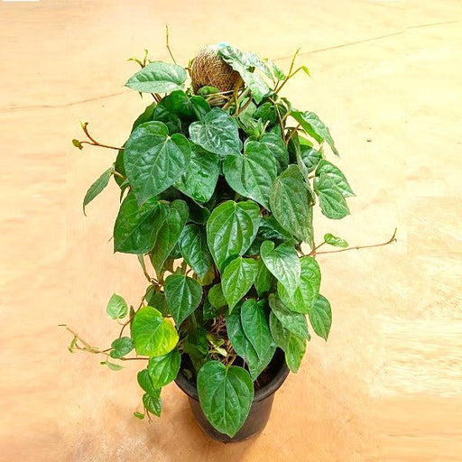 Piper Betel, Maghai Paan Plant in 8 inch (20 cm) Pot with Moss Stick - Nurserylive Pune