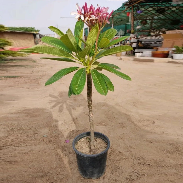 Plumeria, Champa (Pink) - Plant - Nurserylive Pune