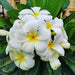 Plumeria, Champa (White) - Plant - Nurserylive Pune