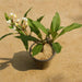 Plumeria, Champa (White) - Plant - Nurserylive Pune