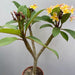 Plumeria, Champa (Yellow) - Plant - Nurserylive Pune