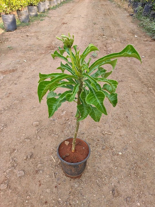 Plumeria Pudica - Plant - Nurserylive Pune