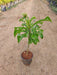 Plumeria Pudica - Plant - Nurserylive Pune
