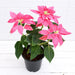 Poinsettia, Christmas Flower (Pink) Plant in 5 inch (13 cm) Pot - Nurserylive Pune