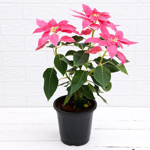 Poinsettia, Christmas Flower (Pink) Plant in 5 inch (13 cm) Pot - Nurserylive Pune