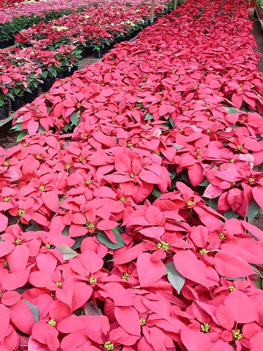 Poinsettia, Christmas Flower (Red) Plant in 5 inch (13 cm) Pot - Nurserylive Pune