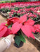 Poinsettia, Christmas Flower (Red) Plant in 5 inch (13 cm) Pot - Nurserylive Pune
