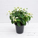 Poinsettia, Christmas Flower (White) Plant in 5 inch (13 cm) Pot - Nurserylive Pune