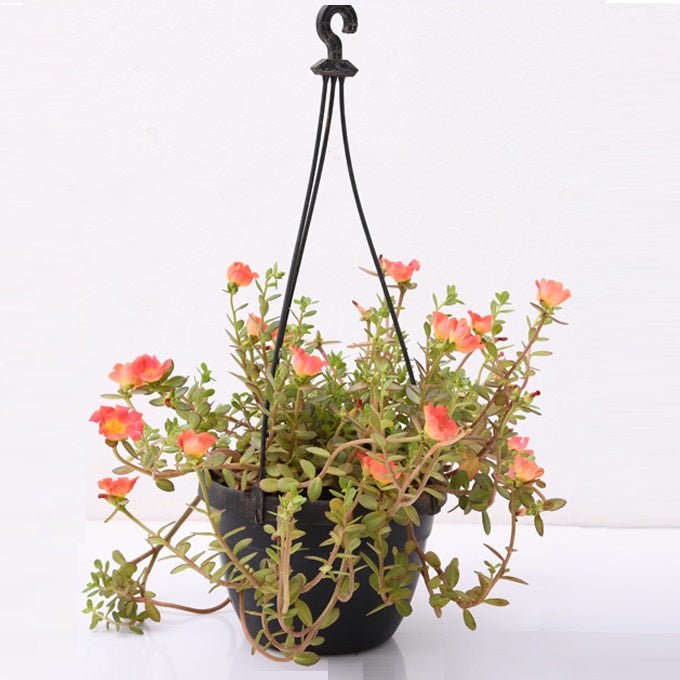Portulaca, 10 O Clock (Any Color, Hanging Basket) - Plant - Nurserylive Pune