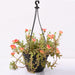 Portulaca, 10 O Clock (Any Color, Hanging Basket) - Plant - Nurserylive Pune