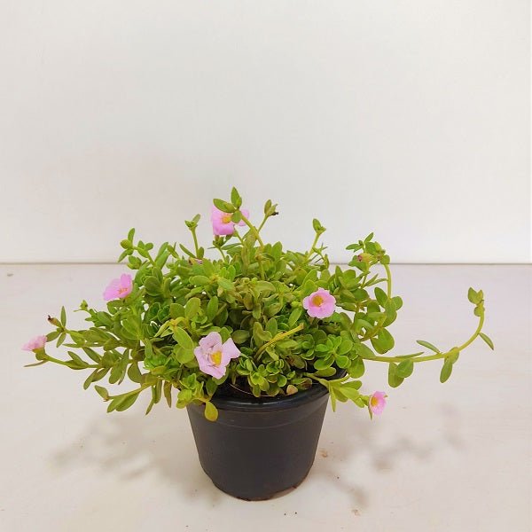 Portulaca, 10 O Clock (Pink) - Plant - Nurserylive Pune