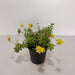 Portulaca, 10 O Clock (Yellow) - Plant - Nurserylive Pune