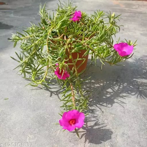 Portulaca, 9 O Clock (Pink) - Plant - Nurserylive Pune