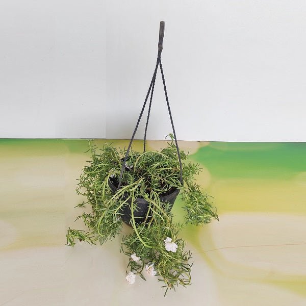 Portulaca, 9 O Clock (White, Hanging Basket) - Plant - Nurserylive Pune