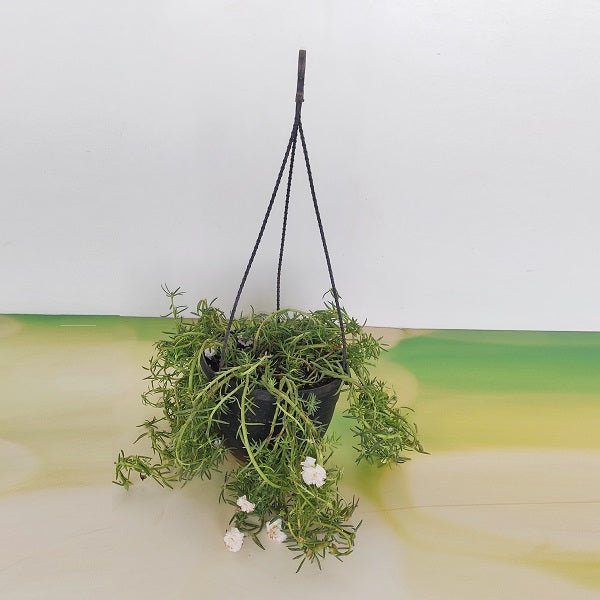 Portulaca, 9 O Clock (White, Hanging Basket) - Plant - Nurserylive Pune