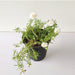 Portulaca, 9 O Clock (White) - Plant - Nurserylive Pune