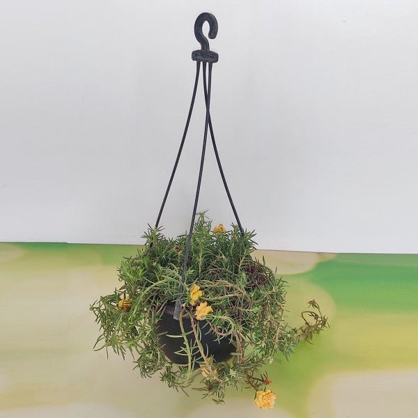 Portulaca, 9 O Clock (Yellow, Hanging Basket) - Plant - Nurserylive Pune
