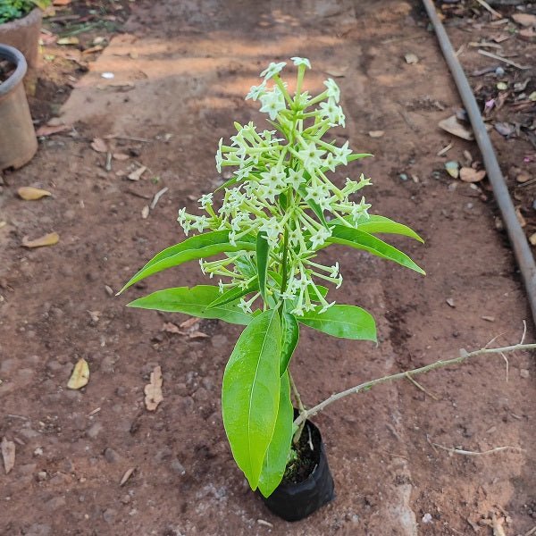 Raat Ki Rani, Raat Rani, Night Blooming Jasmine Plant in 8 inch (20 cm) Pot - Nurserylive Pune