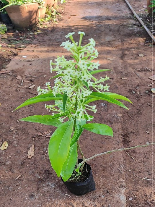 Raat Ki Rani, Raat Rani, Night Blooming Jasmine Plant in 8 inch (20 cm) Pot - Nurserylive Pune