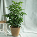 Radermachera, China doll Plant in 16 inch (40 cm) Pot - Nurserylive Pune