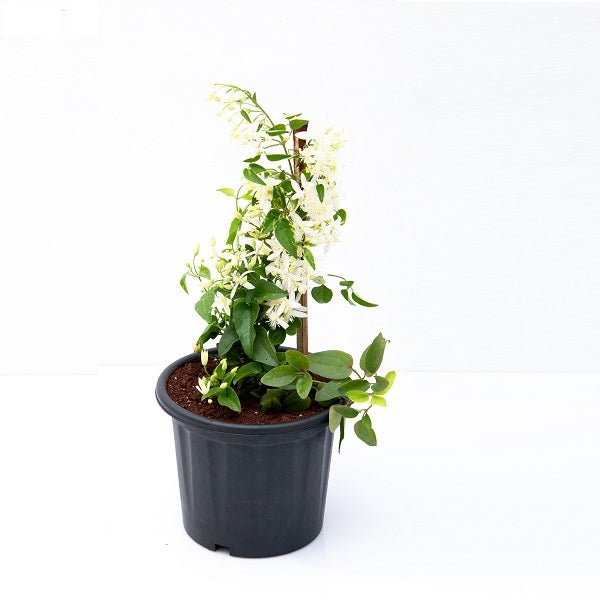 Ranjai - Plant, Clematis heynei - Plant - Nurserylive Pune