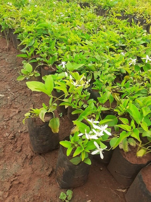 Ranjai - Plant, Clematis heynei - Plant - Nurserylive Pune