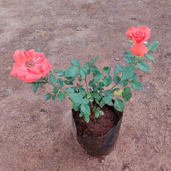 Rose (Orange) - Plant - Nurserylive Pune