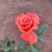 Rose (Orange) - Plant - Nurserylive Pune