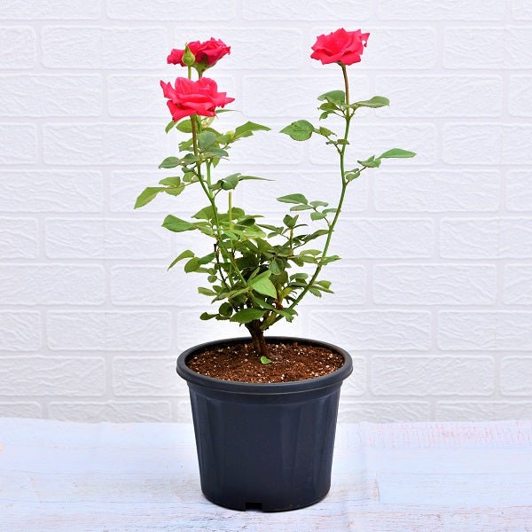 Rose (Pink) - Plant - Nurserylive Pune