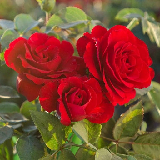 Rose (Red) - Plant - Nurserylive Pune