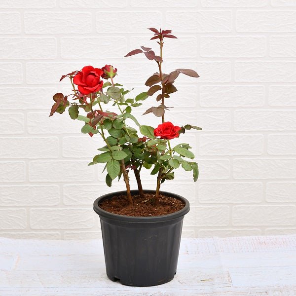 Rose (Red) - Plant - Nurserylive Pune